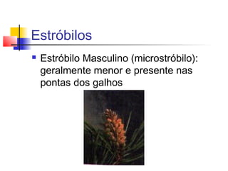 Estróbilos


Estróbilo Masculino (microstróbilo):
geralmente menor e presente nas
pontas dos galhos

 