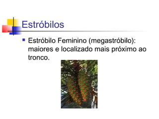 Estróbilos


Estróbilo Feminino (megastróbilo):
maiores e localizado mais próximo ao
tronco.

 