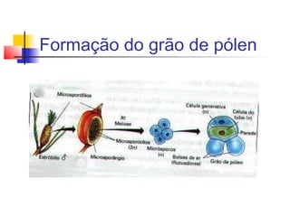 Formação do grão de pólen

 