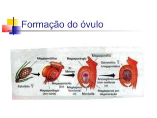 Formação do óvulo

 