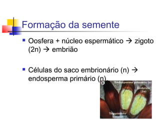 Formação da semente




Oosfera + núcleo espermático  zigoto
(2n)  embrião
Células do saco embrionário (n) 
endosperma primário (n).

 