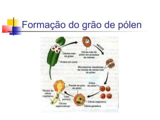 Formação do grão de pólen

 