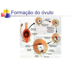Formação do óvulo

 