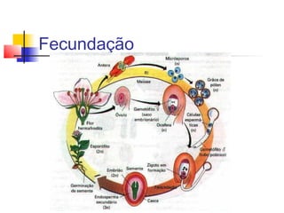 Fecundação

 