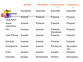 Briófitas

Pteridófitas

Gimnosperma
s

Angiosperma
s

Fase
dominante

Gametófito

Esporófito

Esporófito

Esporófito

Raiz,
caule,folha

Ausente

Presente

Presente

Presente

Vasos
condutores

Ausente

Presente

Presente

Presente

Flor

Ausente

Ausente

Presente

Tubo Polínico

Ausente

Ausente

Presente
(Estróbilos)
Presente

Semente

Ausente

Ausente

Presente

Presente

Endosperma

Ausente

Ausente

Primário (n)

Fruto

Ausente

Ausente

Ausente

Secundário
(3n)
Presente

Exemplos

Musgos

Samambaias

Pinheiro

Morangueiro

Presente

 
