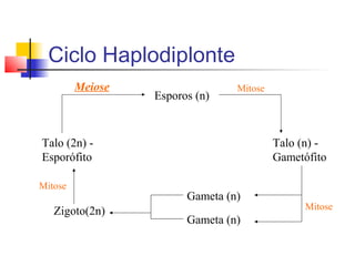 Ciclo Haplodiplonte
Meiose

Esporos (n)

Mitose

Talo (2n) Esporófito
Mitose

Zigoto(2n)

Talo (n) Gametófito
Gameta (n)
Gameta (n)

Mitose

 