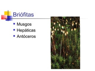 Briófitas




Musgos
Hepáticas
Antóceros

 