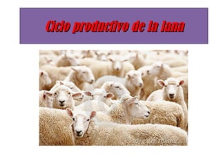 Ciclo productivo de la lanaCiclo productivo de la lana
 
