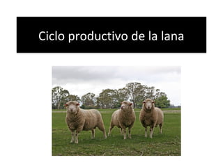 Ciclo productivo de la lanaCiclo productivo de la lana
 