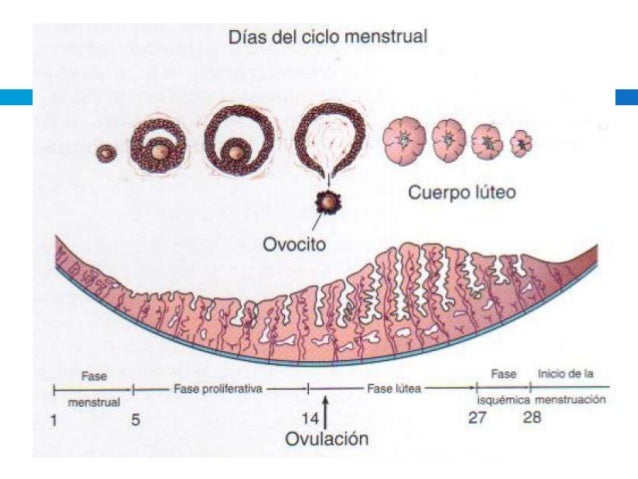 Ciclo reproductor l.moore