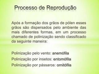 Após a formação dos grãos de pólen esses
grãos são dispersados pelo ambiente das
mais diferentes formas, em um processo
chamado de polinização sendo classificado
da seguinte maneira:
Polinização pelo vento: anemófila
Polinização por insetos: entomófila
Polinização por pássaros: ornitófila
 