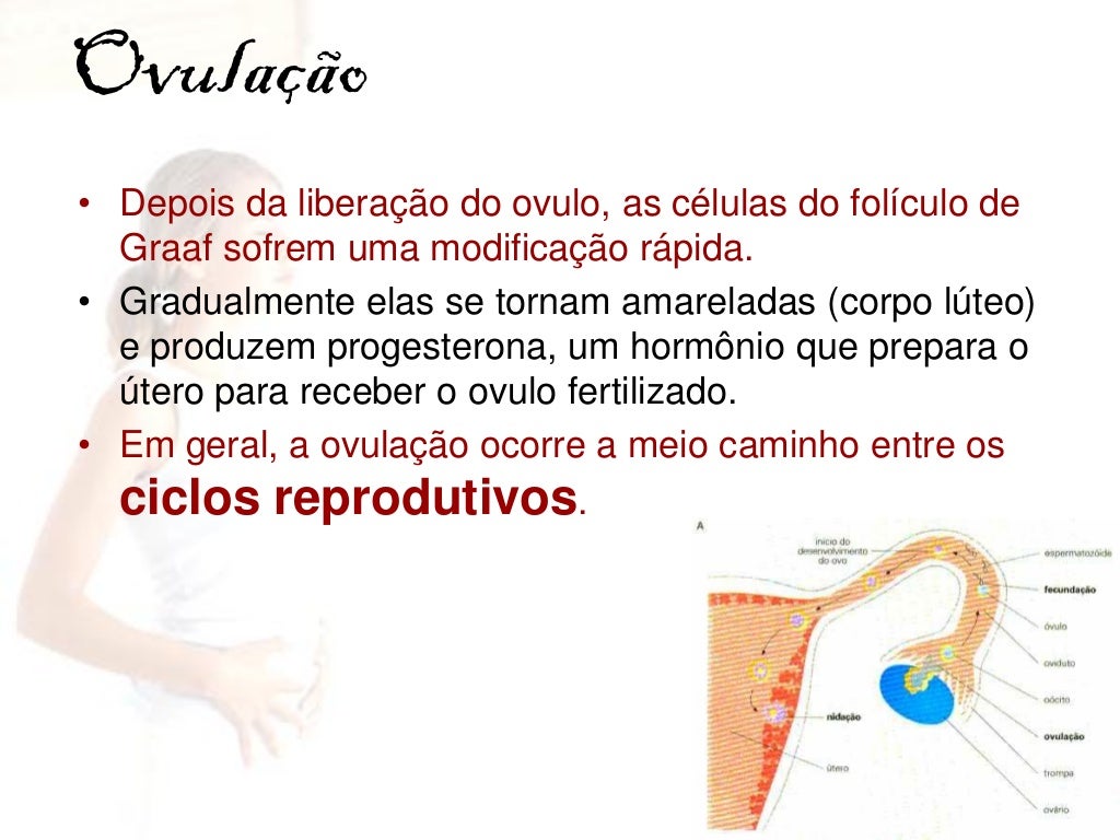 Ciclo reprodutivo feminino Ciclo reprodutivo feminino