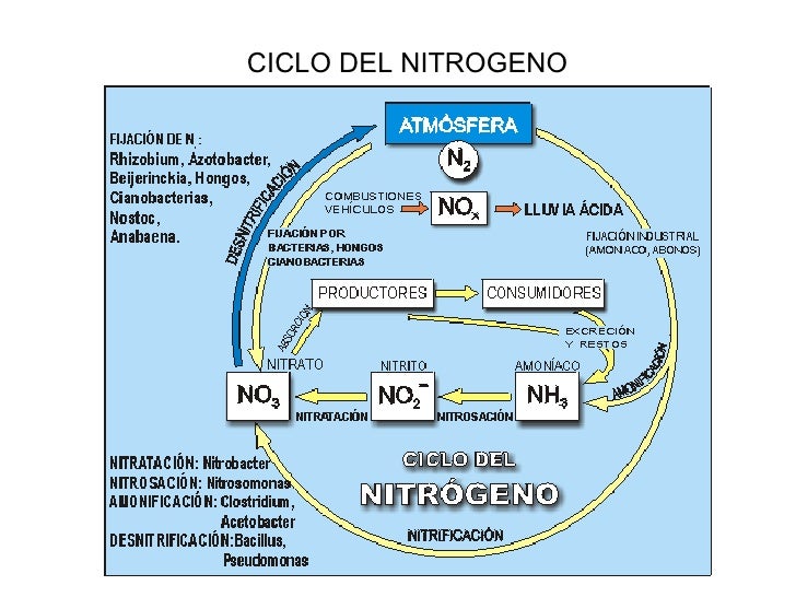 CICLOS BIOGEOQUÍMICOS