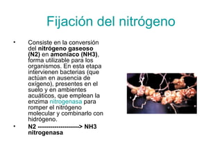Fijación del nitrógeno
•   Consiste en la conversión
    del nitrógeno gaseoso
    (N2) en amoníaco (NH3),
    forma utilizable para los
    organismos. En esta etapa
    intervienen bacterias (que
    actúan en ausencia de
    oxígeno), presentes en el
    suelo y en ambientes
    acuáticos, que emplean la
    enzima nitrogenasa para
    romper el nitrógeno
    molecular y combinarlo con
    hidrógeno.
•   N2 --------------------> NH3
    nitrogenasa
 