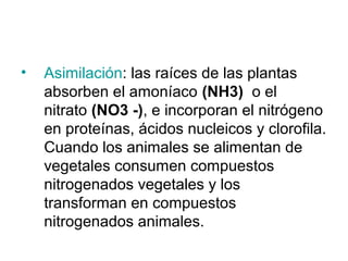 •   Asimilación: las raíces de las plantas
    absorben el amoníaco (NH3) o el
    nitrato (NO3 -), e incorporan el nitrógeno
    en proteínas, ácidos nucleicos y clorofila.
    Cuando los animales se alimentan de
    vegetales consumen compuestos
    nitrogenados vegetales y los
    transforman en compuestos
    nitrogenados animales.
 
