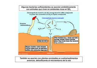 Algunas bacterias sulfooxidantes se asocian simbióticamente
con animales que viven en ambientes ricos en SH2
Gusanos
vestimentíferos
También se asocian con plantas enraizadas en suelos/sedimentos
anóxicos, detoxificando el microentorno de la raíz
 