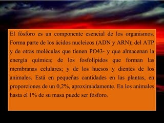 El fósforo es un componente esencial de los organismos.
Forma parte de los ácidos nucleicos (ADN y ARN); del ATP
y de otras moléculas que tienen PO43- y que almacenan la
energía química; de los fosfolípidos que forman las
membranas celulares; y de los huesos y dientes de los
animales. Está en pequeñas cantidades en las plantas, en
proporciones de un 0,2%, aproximadamente. En los animales
hasta el 1% de su masa puede ser fósforo.
 
