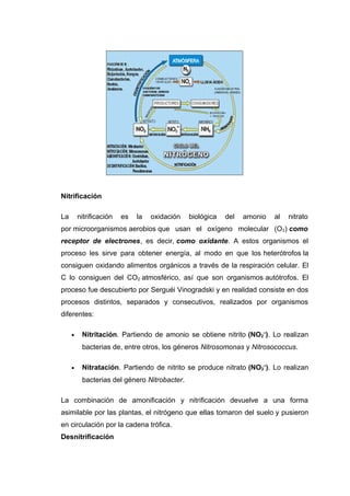 Nitrificación
La nitrificación es la oxidación biológica del amonio al nitrato
por microorganismos aerobios que usan el oxígeno molecular (O2) como
receptor de electrones, es decir, como oxidante. A estos organismos el
proceso les sirve para obtener energía, al modo en que los heterótrofos la
consiguen oxidando alimentos orgánicos a través de la respiración celular. El
C lo consiguen del CO2 atmosférico, así que son organismos autótrofos. El
proceso fue descubierto por Serguéi Vinogradski y en realidad consiste en dos
procesos distintos, separados y consecutivos, realizados por organismos
diferentes:
• Nitritación. Partiendo de amonio se obtiene nitrito (NO2
–
). Lo realizan
bacterias de, entre otros, los géneros Nitrosomonas y Nitrosococcus.
• Nitratación. Partiendo de nitrito se produce nitrato (NO3
–
). Lo realizan
bacterias del género Nitrobacter.
La combinación de amonificación y nitrificación devuelve a una forma
asimilable por las plantas, el nitrógeno que ellas tomaron del suelo y pusieron
en circulación por la cadena trófica.
Desnitrificación
 