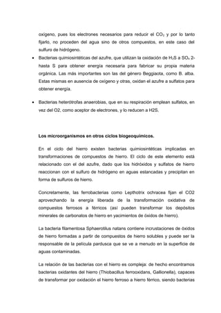 oxígeno, pues los electrones necesarios para reducir el CO2 y por lo tanto
fijarlo, no proceden del agua sino de otros compuestos, en este caso del
sulfuro de hidrógeno.
• Bacterias quimiosintéticas del azufre, que utilizan la oxidación de H2S a SO4 2-
hasta S para obtener energía necesaria para fabricar su propia materia
orgánica. Las más importantes son las del género Beggiaota, como B. alba.
Estas mismas en ausencia de oxígeno y otras, oxidan el azufre a sulfatos para
obtener energía.
• Bacterias heterótrofas anaerobias, que en su respiración emplean sulfatos, en
vez del O2, como aceptor de electrones, y lo reducen a H2S.
Los microorganismos en otros ciclos biogeoquímicos.
En el ciclo del hierro existen bacterias quimiosintéticas implicadas en
transformaciones de compuestos de hierro. El ciclo de este elemento está
relacionado con el del azufre, dado que los hidróxidos y sulfatos de hierro
reaccionan con el sulfuro de hidrógeno en aguas estancadas y precipitan en
forma de sulfuros de hierro.
Concretamente, las ferrobacterias como Lepthotrix ochracea fijan el CO2
aprovechando la energía liberada de la transformación oxidativa de
compuestos ferrosos a férricos (así pueden transformar los depósitos
minerales de carbonatos de hierro en yacimientos de óxidos de hierro).
La bacteria filamentosa Sphaerotilus natans contiene incrustaciones de óxidos
de hierro formadas a partir de compuestos de hierro solubles y puede ser la
responsable de la película pardusca que se ve a menudo en la superficie de
aguas contaminadas.
La relación de las bacterias con el hierro es compleja: de hecho encontramos
bacterias oxidantes del hierro (Thiobacillus ferrooxidans, Gallionella), capaces
de transformar por oxidación el hierro ferroso a hierro férrico, siendo bacterias
 