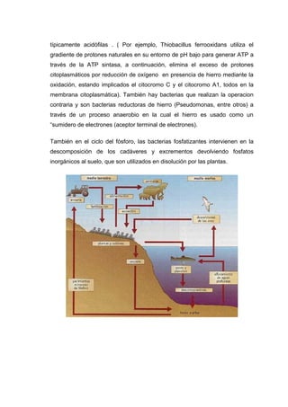 típicamente acidófilas . ( Por ejemplo, Thiobacillus ferrooxidans utiliza el
gradiente de protones naturales en su entorno de pH bajo para generar ATP a
través de la ATP sintasa, a continuación, elimina el exceso de protones
citoplasmáticos por reducción de oxígeno en presencia de hierro mediante la
oxidación, estando implicados el citocromo C y el citocromo A1, todos en la
membrana citoplasmática). También hay bacterias que realizan la operacion
contraria y son bacterias reductoras de hierro (Pseudomonas, entre otros) a
través de un proceso anaerobio en la cual el hierro es usado como un
“sumidero de electrones (aceptor terminal de electrones).
También en el ciclo del fósforo, las bacterias fosfatizantes intervienen en la
descomposición de los cadáveres y excrementos devolviendo fosfatos
inorgánicos al suelo, que son utilizados en disolución por las plantas.
 