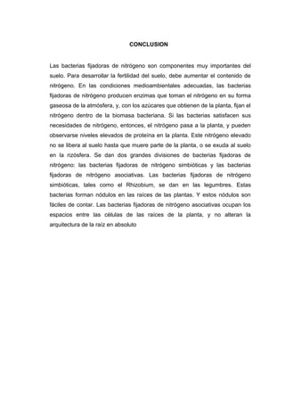 CONCLUSION
Las bacterias fijadoras de nitrógeno son componentes muy importantes del
suelo. Para desarrollar la fertilidad del suelo, debe aumentar el contenido de
nitrógeno. En las condiciones medioambientales adecuadas, las bacterias
fijadoras de nitrógeno producen enzimas que toman el nitrógeno en su forma
gaseosa de la atmósfera, y, con los azúcares que obtienen de la planta, fijan el
nitrógeno dentro de la biomasa bacteriana. Si las bacterias satisfacen sus
necesidades de nitrógeno, entonces, el nitrógeno pasa a la planta, y pueden
observarse niveles elevados de proteína en la planta. Este nitrógeno elevado
no se libera al suelo hasta que muere parte de la planta, o se exuda al suelo
en la rizósfera. Se dan dos grandes divisiones de bacterias fijadoras de
nitrógeno: las bacterias fijadoras de nitrógeno simbióticas y las bacterias
fijadoras de nitrógeno asociativas. Las bacterias fijadoras de nitrógeno
simbióticas, tales como el Rhizobium, se dan en las legumbres. Estas
bacterias forman nódulos en las raíces de las plantas. Y estos nódulos son
fáciles de contar. Las bacterias fijadoras de nitrógeno asociativas ocupan los
espacios entre las células de las raíces de la planta, y no alteran la
arquitectura de la raíz en absoluto
 