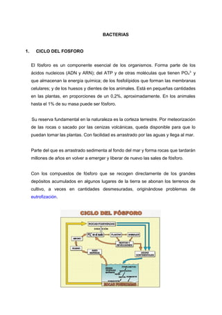 BACTERIAS
1. CICLO DEL FOSFORO
El fósforo es un componente esencial de los organismos. Forma parte de los
ácidos nucleicos (ADN y ARN); del ATP y de otras moléculas que tienen PO4
3-
y
que almacenan la energía química; de los fosfolípidos que forman las membranas
celulares; y de los huesos y dientes de los animales. Está en pequeñas cantidades
en las plantas, en proporciones de un 0,2%, aproximadamente. En los animales
hasta el 1% de su masa puede ser fósforo.
Su reserva fundamental en la naturaleza es la corteza terrestre. Por meteorización
de las rocas o sacado por las cenizas volcánicas, queda disponible para que lo
puedan tomar las plantas. Con facilidad es arrastrado por las aguas y llega al mar.
Parte del que es arrastrado sedimenta al fondo del mar y forma rocas que tardarán
millones de años en volver a emerger y liberar de nuevo las sales de fósforo.
Con los compuestos de fósforo que se recogen directamente de los grandes
depósitos acumulados en algunos lugares de la tierra se abonan los terrenos de
cultivo, a veces en cantidades desmesuradas, originándose problemas de
eutrofización.
 