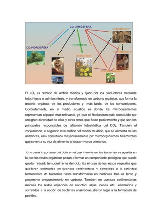 El CO2 es retirado de ambos medios y fijado por los productores mediante
fotosíntesis o quimiosíntesis, y transformado en carbono orgánico, que forma la
materia orgánica de los productores y, más tarde, de los consumidores.
Concretamente, en el medio acuático es donde los microorganismos
representan el papel más relevante, ya que el fitoplancton está constituido por
una gran diversidad de ellos y otros seres que flotan pasivamente y que son los
principales responsables de lafijación fotosintética del CO2. También el
zooplancton, el segundo nivel trófico del medio acuático, que se alimenta de los
anteriores, está constituido mayoritariamente por microorganismos heterótrofos
que sirven a su vez de alimento a los carnívoros primarios.
Una parte importante del ciclo en el que intervienen las bacterias es aquella en
la que los restos orgánicos pasan a formar un componente geológico que puede
quedar retirado temporalmente del ciclo. Es el caso de los restos vegetales que
quedaron enterrados en cuencas continentales y sometidos a la actividad
fermentativa de bacterias hasta transformarse en carbones tras un lento y
progresivo enriquecimiento en carbono. También en cuencas sedimentarias
marinas los restos orgánicos de plancton, algas, peces, etc., enterrados y
sometidos a la acción de bacterias anaerobias, dieron lugar a la formación de
petróleo.
 