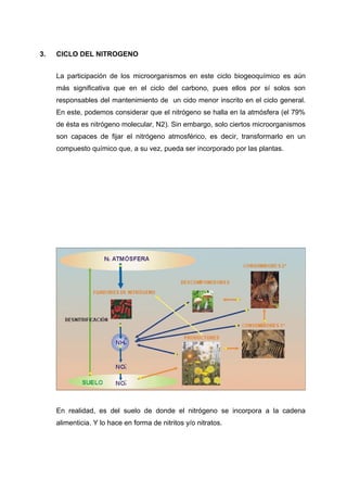 3. CICLO DEL NITROGENO
La participación de los microorganismos en este ciclo biogeoquímico es aún
más significativa que en el ciclo del carbono, pues ellos por sí solos son
responsables del mantenimiento de un cido menor inscrito en el ciclo general.
En este, podemos considerar que el nitrógeno se halla en la atmósfera (el 79%
de ésta es nitrógeno molecular, N2). Sin embargo, solo ciertos microorganismos
son capaces de fijar el nitrógeno atmosférico, es decir, transformarlo en un
compuesto químico que, a su vez, pueda ser incorporado por las plantas.
En realidad, es del suelo de donde el nitrógeno se incorpora a la cadena
alimenticia. Y lo hace en forma de nitritos y/o nitratos.
 