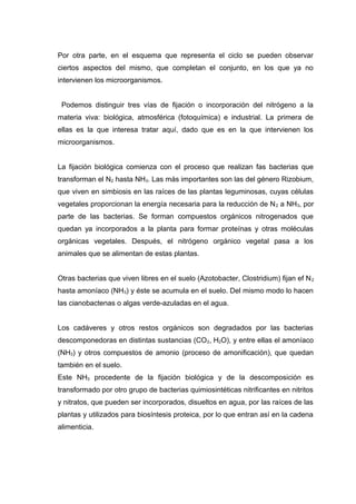 Por otra parte, en el esquema que representa el ciclo se pueden observar
ciertos aspectos del mismo, que completan el conjunto, en los que ya no
intervienen los microorganismos.
Podemos distinguir tres vías de fijación o incorporación del nitrógeno a la
materia viva: biológica, atmosférica (fotoquímica) e industrial. La primera de
ellas es la que interesa tratar aquí, dado que es en la que intervienen los
microorganismos.
La fijación biológica comienza con el proceso que realizan fas bacterias que
transforman el N2 hasta NH3. Las más importantes son las del género Rizobium,
que viven en simbiosis en las raíces de las plantas leguminosas, cuyas células
vegetales proporcionan la energía necesaria para la reducción de N2 a NH3, por
parte de las bacterias. Se forman compuestos orgánicos nitrogenados que
quedan ya incorporados a la planta para formar proteínas y otras moléculas
orgánicas vegetales. Después, el nitrógeno orgánico vegetal pasa a los
animales que se alimentan de estas plantas.
Otras bacterias que viven libres en el suelo (Azotobacter, Clostridium) fijan ef N2
hasta amoníaco (NH3) y éste se acumula en el suelo. Del mismo modo lo hacen
las cianobactenas o algas verde-azuladas en el agua.
Los cadáveres y otros restos orgánicos son degradados por las bacterias
descomponedoras en distintas sustancias (CO2, H2O), y entre ellas el amoníaco
(NH3) y otros compuestos de amonio (proceso de amonificación), que quedan
también en el suelo.
Este NH3 procedente de la fijación biológica y de la descomposición es
transformado por otro grupo de bacterias quimiosintéticas nitrificantes en nitritos
y nitratos, que pueden ser incorporados, disueltos en agua, por las raíces de las
plantas y utilizados para biosíntesis proteica, por lo que entran así en la cadena
alimenticia.
 