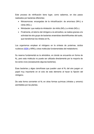 Este proceso de nitrificación tiene lugar, como sabemos, en dos pasos
realizados por bacterias diferentes:
• Nitrosomonas: encargadas de la nitrosifícación: de amoníaco (NH3) a
nitrito (NO2-).
• Nitrobacter: que realiza la nitratación: de nitrito (NO2-) a nitrato (NO3-).
• Finalmente, el retorno del nitrógeno a la atmosfera, se realiza gracias a la
actividad de otro grupo de bacterias anaerobias desnitrificantes del suelo,
que transforman los nitratos en N2.
Los organismos emplean el nitrógeno en la síntesis de proteínas, ácidos
nucleicos (ADN y ARN) y otras moléculas fundamentales del metabolismo.
Su reserva fundamental es la atmósfera, en donde se encuentra en forma de
N2, pero esta molécula no puede ser utilizada directamente por la mayoría de
los seres vivos (exceptuando algunas bacterias).
Esas bacterias y algas cianofíceas que pueden usar el N2 del aire juegan un
papel muy importante en el ciclo de este elemento al hacer la fijación del
nitrógeno.
De esta forma convierten el N2 en otras formas químicas (nitratos y amonio)
asimilables por las plantas.
 