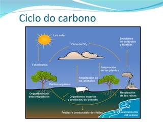 Ciclo do carbono 