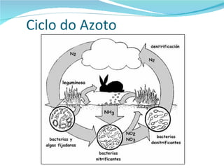 Ciclo do Azoto 