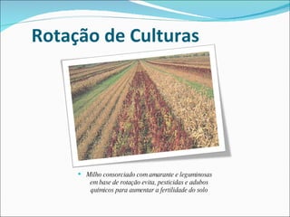 Rotação de Culturas Milho consorciado com amarante e leguminosas em base de rotação evita, pesticidas e adubos químicos para aumentar a fertilidade do solo 