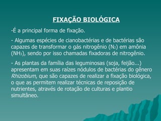 FIXAÇÃO BIOLÓGICA É a principal forma de fixação. - Algumas espécies de cianobactérias e de bactérias são capazes de transformar o gás nitrogênio (N 2 ) em amônia (NH 3 ), sendo por isso chamadas fixadoras de nitrogênio. - As plantas da família das leguminosas (soja, feijão...) apresentam em suas raízes nódulos de bactérias do gênero  Rhizobium , que são capazes de realizar a fixação biológica, o que as permitem realizar técnicas de reposição de nutrientes, através de rotação de culturas e plantio simultâneo. 