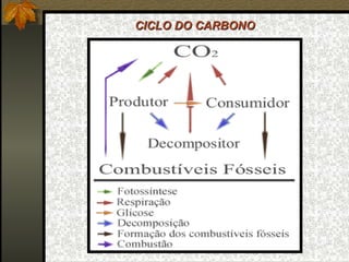 CICLO DO CARBONO
 