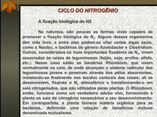 CICLO DO NITROGÊNIO

        A fixação biológica do N2

         Na natureza, são poucas as formas vivas capazes de
promover a fixação biológica do N2. Alguns desses organismos
têm vida livre, e entre eles podem-se citar certas algas azuis,
como a Nostoc, e bactérias do gênero Azotobacter e Clostridium.
Outros, considerados os mais importantes fixadores de N2, vivem
associadas às raízes de leguminosas (feijão, soja, ervilha, alfafa,
etc.). Nesse caso estão as bactérias Rhizobium, que vivem
normalmente no solo, de onde alcançam o sistema radicular das
leguminosas jovens e penetram através dos pêlos absorventes,
instalando-se finalmente nos tecidos corticais das raízes; ali se
desenvolvem, fixando o N2 atmosférico e transformando-o em
sais nitrogenados, que são utilizados pelas plantas. O Rhizobium,
então, funciona como um verdadeiro adubo vivo, fornecendo à
planta os sais de nitrogênio necessários a seu desenvolvimento.
Em contrapartida, a planta fornece matéria orgânica para as
bactérias, definindo uma relação de benefícios mútuos
denominada mutualismo.
 