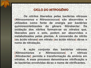 CICLO DO NITROGÊNIO

        Os nitritos liberados pelas bactérias nitrosas
(Nitrosomonas e Nitrosococcus) são absorvidos e
utilizados como fonte de energia por bactérias
quimiossintetizantes do gênero Nitrobacter. Da
oxidação dos nitritos formam-se os nitratos que,
liberados para o solo, podem ser absorvidos e
metabolizados pelas plantas. À conversão do nitrito
(ou ácido nitroso) em nitrato (ou ácido nítrico) dá-se o
nome de nitratação.

       A ação conjunta das bactérias nitrosas
(Nitrosomonas     e    Nitrosococcus)    e      nítricas
(Nitrobacter) permite a transformação da amônia em
nitratos. A esse processo denomina-se nitrificação e
às bactérias envolvidas dá-se o nome de nitrificantes.
 
