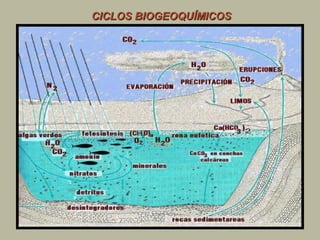 CICLOS BIOGEOQUÍMICOS
 