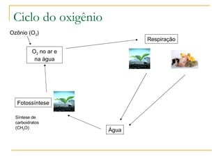 Ciclo do oxigênio O 2  no ar e na água Respiração Água Fotossíntese Síntese de carboidratos (CH 2 O) Ozônio (O 3 ) 