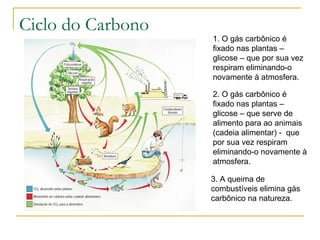 Ciclo do Carbono 1. O gás carbônico é fixado nas plantas – glicose – que por sua vez respiram eliminando-o novamente à atmosfera. 2. O gás carbônico é fixado nas plantas – glicose – que serve de alimento para ao animais (cadeia alimentar) -  que por sua vez respiram eliminando-o novamente à atmosfera. 3. A queima de combustíveis elimina gás carbônico na natureza. 