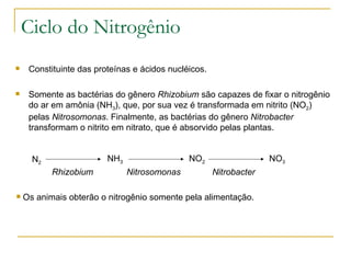 Ciclo do Nitrogênio Constituinte das proteínas e ácidos nucléicos. Somente as bactérias do gênero  Rhizobium  são capazes de fixar o nitrogênio do ar em amônia (NH 3 ), que, por sua vez é transformada em nitrito (NO 2 ) pelas  Nitrosomonas . Finalmente, as bactérias do gênero  Nitrobacter  transformam o nitrito em nitrato, que é absorvido pelas plantas. Os animais obterão o nitrogênio somente pela alimentação. N 2 NH 3 NO 2 NO 3 Rhizobium Nitrosomonas Nitrobacter 