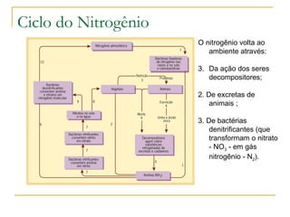 Ciclo do Nitrogênio O nitrogênio volta ao ambiente através: Da ação dos seres decompositores;  2. De excretas de animais ;  3. De bactérias denitrificantes (que transformam o nitrato - NO 3  - em gás nitrogênio - N 2 ). 