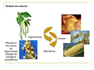 Rodízio de culturas Rhizobium  nas raízes de leguminosas (fixação de nitrogênio atmosférico) Cereais Leguminosas Alternância 