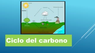 Ciclo del carbono
 