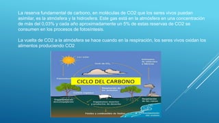 La reserva fundamental de carbono, en moléculas de CO2 que los seres vivos puedan
asimilar, es la atmósfera y la hidrosfera. Este gas está en la atmósfera en una concentración
de más del 0,03% y cada año aproximadamente un 5% de estas reservas de CO2 se
consumen en los procesos de fotosíntesis.
La vuelta de CO2 a la atmósfera se hace cuando en la respiración, los seres vivos oxidan los
alimentos produciendo CO2
 
