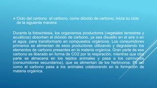  Ciclo del carbono el carbono, como dióxido de carbono, inicia su ciclo
de la siguiente manera:
Durante la fotosíntesis, los organismos productores (vegetales terrestres y
acuáticos) absorben el dióxido de carbono, ya sea disuelto en el aire o en
el agua, para transformarlo en compuestos orgánicos. Los consumidores
primarios se alimentan de esos productores utilizando y degradando los
elementos de carbono presentes en la materia orgánica. Gran parte de ese
carbono es liberado en forma de CO2 por la respiración, mientras que otra
parte se almacena en los tejidos animales y pasa a los carnívoros
(consumidores secundarios), que se alimentan de los herbívoros. Es así
como el carbono pasa a los animales colaborando en la formación de
materia orgánica.
 