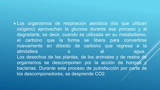 Los organismos de respiración aeróbica (los que utilizan
oxígeno) aprovechan la glucosa durante ese proceso y al
degradarla, es decir, cuando es utilizada en su metabolismo,
el carbono que la forma se libera para convertirse
nuevamente en dióxido de carbono que regresa a la
atmósfera o al agua.
Los desechos de las plantas, de los animales y de restos de
organismos se descomponen por la acción de hongos y
bacterias. Durante este proceso de putrefacción por parte de
los descomponedores, se desprende CO2.
 