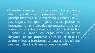 El azufre forma parte de proteínas. Las plantas y
otros productores primarios lo obtienen
principalmente en su forma de ion sulfato (SO4 -2).
Los organismos que ingieren estas plantas lo
incorporan a las moléculas de proteína, y de esta
forma pasa a los organismos del nivel trófico
superior. Al morir los organismos, el azufre
derivado de sus proteínas entra en el ciclo del
azufre y llega a transformarse para que las plantas
puedan utilizarlos de nuevo como ion sulfato.
 