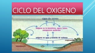 CICLO DEL OXIGENO
 