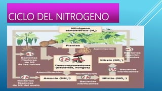 CICLO DEL NITROGENO
 